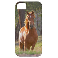 Beautiful Horse iPhone 5 Case for Horse Lovers