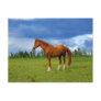 Beautiful horse on the grass on summer day post card