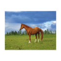 Beautiful horse on the grass on summer day postcards by imagineallart Beautiful horse on the grass on summer day postcards