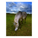 Beautiful horse portrait, wall poster posters by imagineallart Beautiful horse portrait, wall poster posters