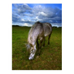 Beautiful horse portrait, wall poster Beautiful horse portrait, wall poster