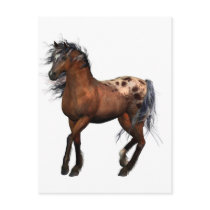 beautiful horse postcards