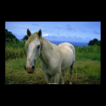 Beautiful Horse posters by MickeyElvis Beautiful Horse posters