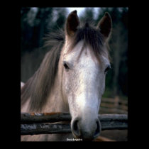 Beautiful Horse posters by MickeyElvis Beautiful Horse posters
