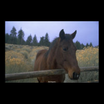 Beautiful Horse posters by MickeyElvis Beautiful Horse posters