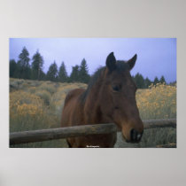Beautiful Horse posters