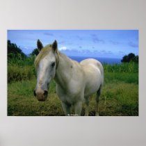 Beautiful Horse posters