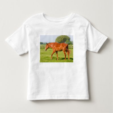Beautiful horse toddlers, kids t-shirt, gift idea shirt