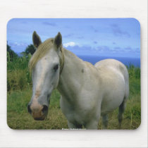 beautiful horses mousepads