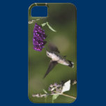 Beautiful Hummingbird Iphone 5 case-mate casemate cases