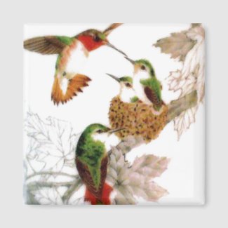 Beautiful Hummingbirds Photo Refrigerator Magnets