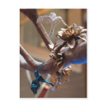 Beautiful Hummingbirds Post Card