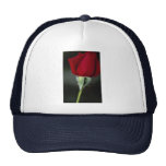 Beautiful Hybrid Tea Rose 'Chrysler Imperial' Hats
