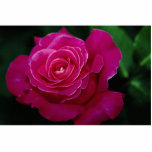 Beautiful Hybrid Tea Rose 'Pink Peace' Cut Out
