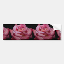 Beautiful Hybrid Tea Rose 'Sheer Elegance' Bumper Sticker