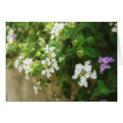 Beautiful Impression 1 Greeting Cards by LivingNature