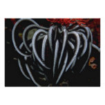 Beautiful Indo-Pacific feather star Personalized Invite