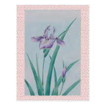 Beautiful Iris Postcards