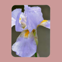 Beautiful Iris magnets