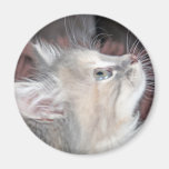 beautiful kitten magnets