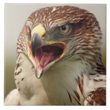 Beautiful Lanner Falcon Tile/Trivet