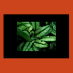 foilage, leaves, garden, columbus, ohio,