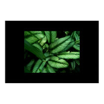 beautiful leaves posters