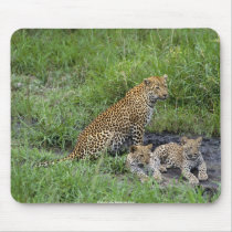 beautiful leopards cub mousepads