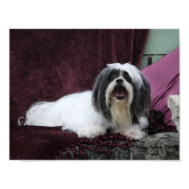 Beautiful Lhasa Apso Ginger posters