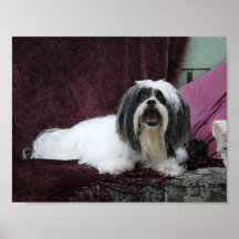 Beautiful Lhasa Apso Ginger Print
