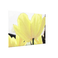 beautiful light yellow tulip flowers stretched canvas prints