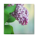 beautiful lilac bloom magnets