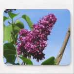 Beautiful Lilac Bloom