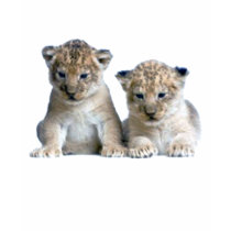 Beautiful lion cub t-shirt