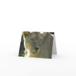 Beautiful Lioness on a note card
