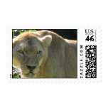 Beautiful Lioness on a Postage Stamp