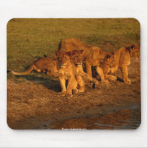 beautiful lions cub mousepads