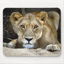 beautiful lions cub mousepads