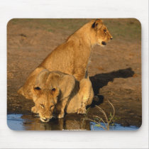 beautiful lions cub mousepads