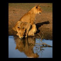 Beautiful Lions Cubs posters by MickeyElvis Beautiful Lions Cubs posters