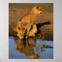 Beautiful Lions Cubs posters