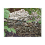 Beautiful Lizard In Dry Leaves Postcards