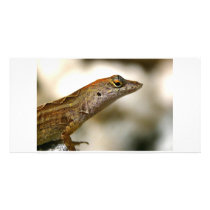 Beautiful lizard personalized photo card