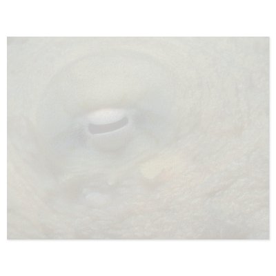 Beautiful Looking into the eye of a reef octopus Custom Letterhead by inspirelove