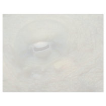 Beautiful Looking into the eye of a reef octopus Custom Letterhead