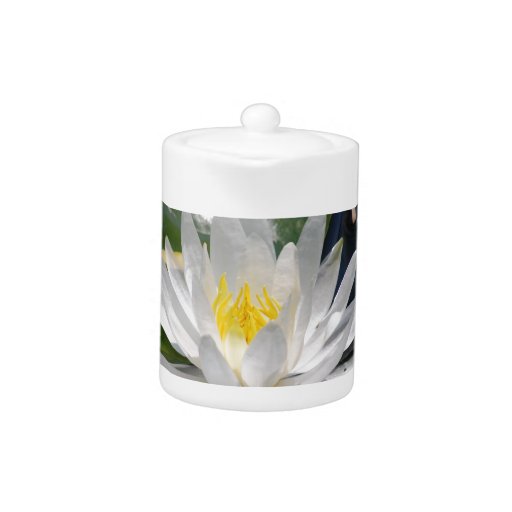 Beautiful lotus flowers and meaning