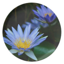 Beautiful lotus flowers and meaning dinner plate