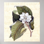 Beautiful Magnolia Blossom Antique Collage Print