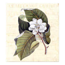 Beautiful Magnolia Blossom Antique Collage posters