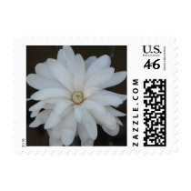 Beautiful Magnolia Centennial  Bloom postage